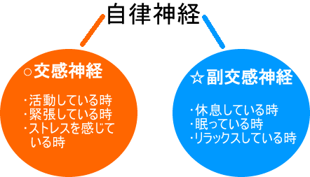 自律神経　交感神経と副交感神経